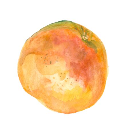 Watercolor hand drawn pink grapefruits. Isolated eco natural food fruits illustration on white background.Slice of grapefruit drawing by watercolorの写真素材