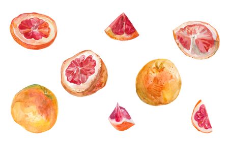 Set of watercolor hand drawn pink grapefruits. Isolated eco natural food fruits illustration on white background.Slice of grapefruit drawing by watercolorの写真素材