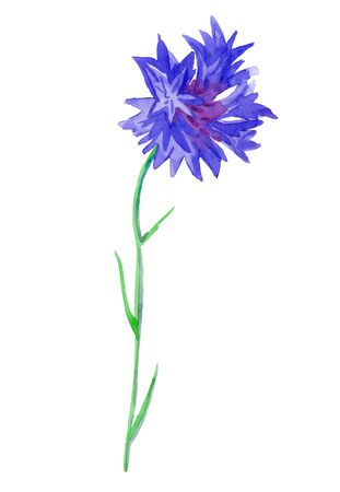 One watercolor blue cornflower. Botanical illustration on a white isolated background. Cute field flower hand drawn. Design for packaging, postcards, poster, advertising, banner, textiles, wallpaper.の写真素材