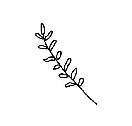 Vector rosemary branch with a black line. Simple food and cooking illustration in doodle style on a white isolated background hand drawn. Design for social networks, web, advertising, banners, menus.のイラスト素材