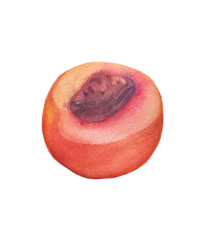 Watercolor orange peach. Juicy fruit on white isolated background.Ingredient for tasty and healthy meals.Design for menus, cards, social networks, prints, packaging, web, ceramics, recipes, decoration.の写真素材