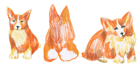 Corgi clip art drawn with wax crayons on white isolated background. Children's collection of dog illustrations with oil pastels. Design for postcards, stickers, social media, posters.の写真素材