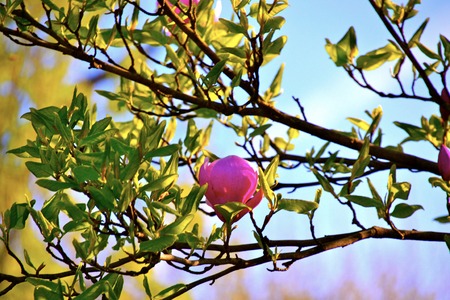 A flower in bloom on a tree lining the streets of Paris, Franceの写真素材
