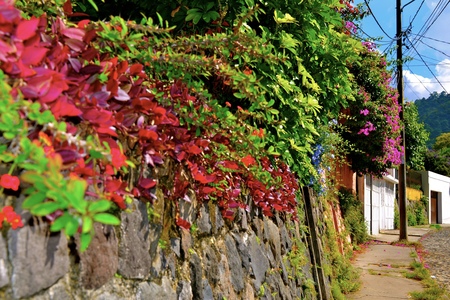 An embankment of lush foliage along a street in Antigua, Guatemalaの写真素材