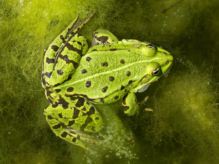 Frog