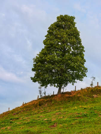 Tree in the Austrian Mountains