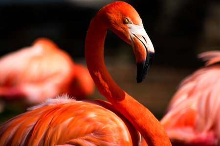 A portrait of a flamingo looking awesomeの写真素材