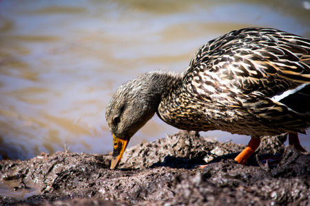 A brown duck looking for worms in the mud, in a park, next to a riverの写真素材