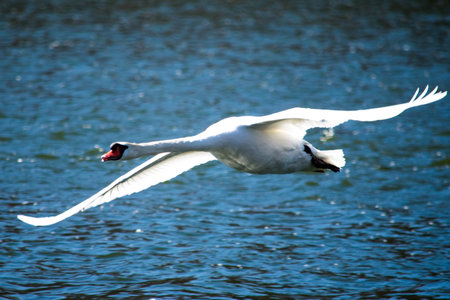 A white swan flying low, about to land in a blue lakeの写真素材