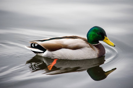 A duck swimming in a lake, clear water