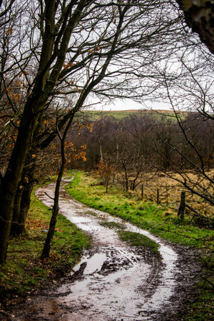 A windy, muddy pathway leading though a forest on a rainy dayの写真素材