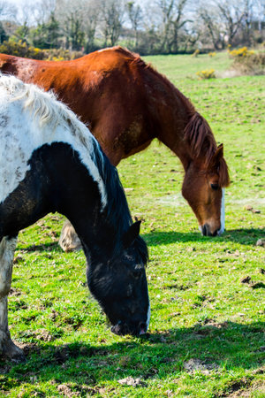 Two horses eating grass together, on farmの写真素材