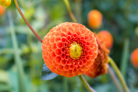 A different orange flower with spherical petals, isolated