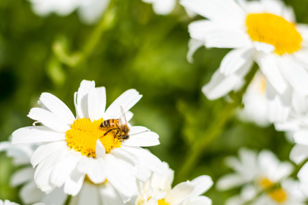 A field full of daisies, with green leaves, with a beeの写真素材