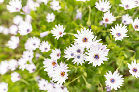 Lots of daisies in a garden