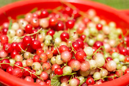Close up of basket of freshly picked red currants in summer.