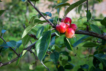 Fruit of pomegranate in lush green foliageの写真素材