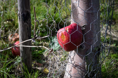 Rotting apple with worm hole caught between wire mesh and tree trunk in orchardの写真素材