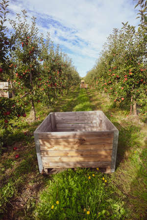 Apple orchard in Autumn time with fruit crates ready for harvest.の写真素材