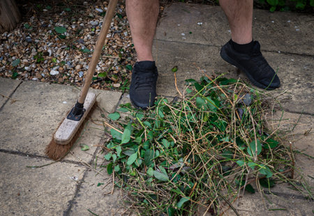 Close up of man using yard brush to sweep up pile of hedge clippings with branches and green leaves.の写真素材