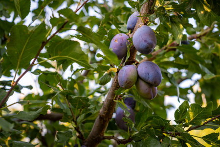 Bunch of ripe purple plums growing on plum fruit tree in orchard surrounded by lush green foliage.の写真素材