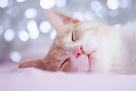 Cat sleepingの写真素材