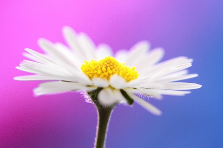 Daisy with a blue and pink backgroundの写真素材