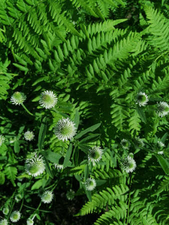 Blooming white clover among the ferns on the way to the forest