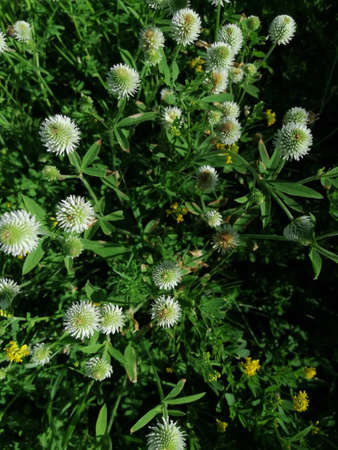 Blooming white clover among the fern leaves on the way to the forest