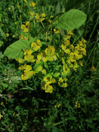 small yellow flowers on the footpath in the middle of summer