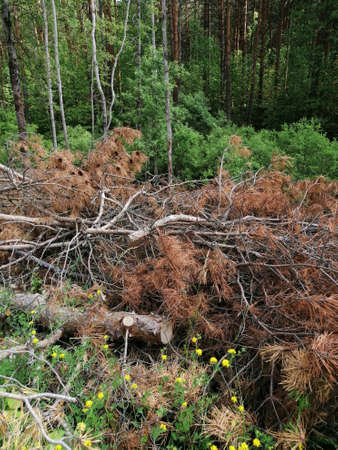 Sawn tree trunk. The wood was cut into stumps in the forest. Firewood from the sawed pine trees lie...