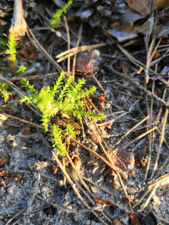 Heather and some forest grass, sunny summer