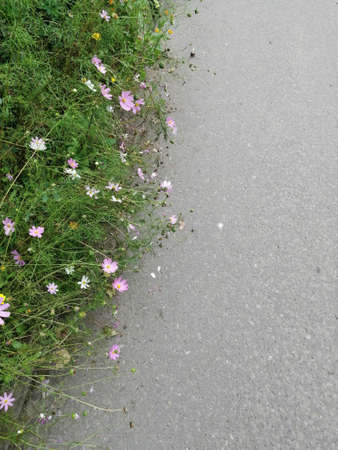 Kosmeya flowers blooms in the gardenの写真素材