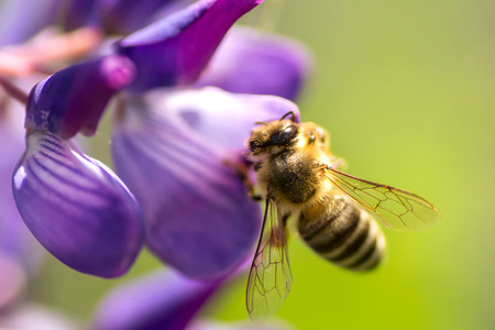 A bee pollinates lupine. Macro photo bee.の写真素材