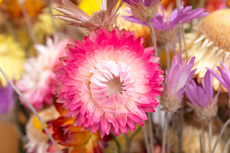 Bouquet of dry straw flower or everlasting Helichrysum bracteatumの写真素材