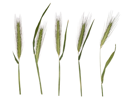 Young wheat sprouts isolated on white background. Herbarium of the spikeletsの写真素材