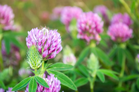 Clover flower in a meadow on a summer dayの写真素材