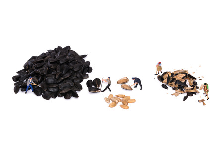 Miniature workers break sunflower seeds. Peoples working. Teamwork. People cut seeds. The cleaners...