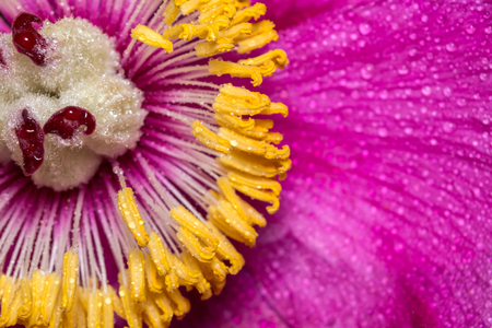 Close up of the middle of a peony with dew drops. A large pink spring flowerの写真素材
