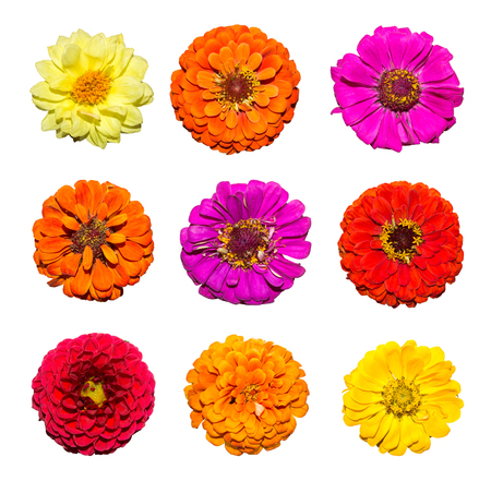 Set of Zinnia flower isolated on white background. Red, pink, purple, yellow flowersの写真素材