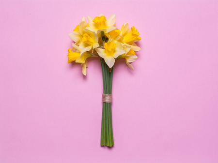 A bouquet of daffodils on a pink background. Spring yellow flowersの写真素材