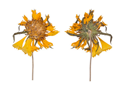 Dried and pressed the spring wild flowers isolated on white background. Herbarium of yellow flowersの写真素材