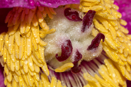 Macro photography of a spring flower. Middle of a peony flowerの写真素材