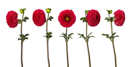 Set of beautiful dahlia flowers isolated on white background. A flower from different sides.の写真素材