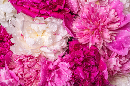 A bouquet of peonies with water drops. Spring violet flowers.の写真素材