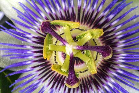 Passiflora passionflower with dew water drops . Big beautiful flowerの写真素材