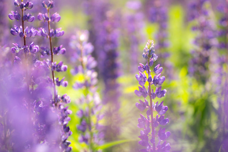 Blooming lupine flowers. A field of lupines. Violet spring and summer flowers. Gentle warm soft colors, blurred background.の写真素材