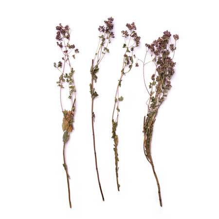 Flat lay dry branches of heather on a white background. Calluna vulgaris view from above. Medical herb.の写真素材
