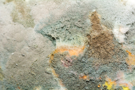 Natural texture of mold on fruit. Rotten backgroundの写真素材