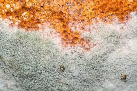 Natural texture of mold on fruit. Rotten backgroundの写真素材